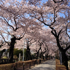 都立 青山霊園