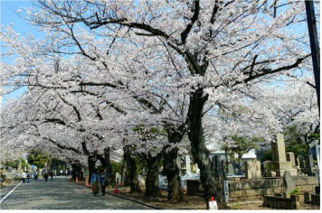 都立 谷中霊園